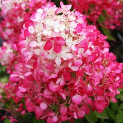 Гортензия метельчатая Даймонд Руж / Рендиа Гортензия метельчатая Даймонд Руж / Рендиа фото