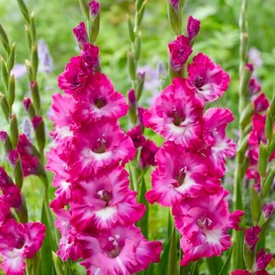 Гладиолус Наблус Гладиолус Наблус - Dolina-Sad.Ru