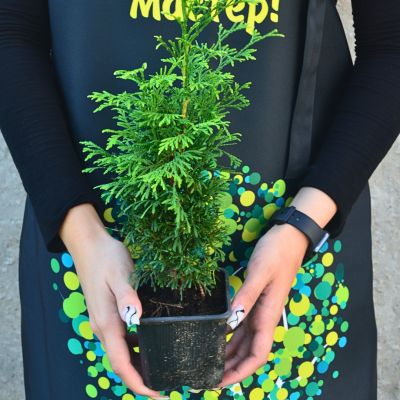 Туя западная Столвик Туя западная Столвик фото