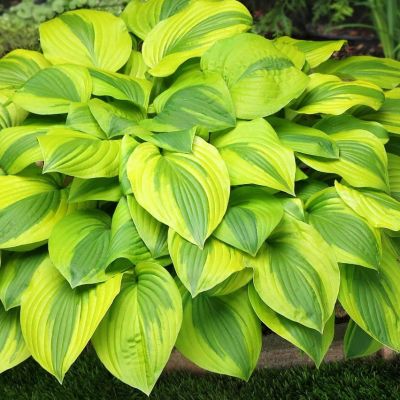 Хоста Велвет Мун - Dolina-Sad.Ru