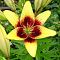 Лилия Жоан Песоа (в горшке) Лилия Жоан Песоа (в горшке) фото