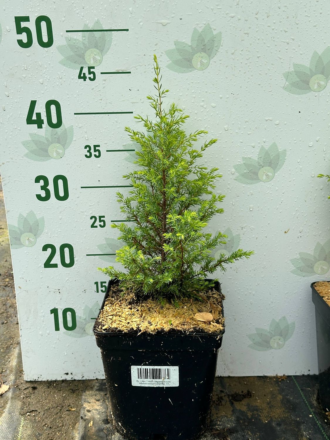 Можжевельник обыкновенный Голд Кон, С3 - Dolina-Sad.Ru