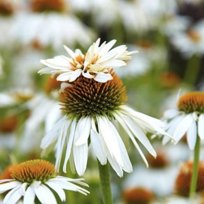 Эхинацея Маунт Худ Эхинацея Маунт Худ - Dolina-Sad.Ru