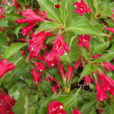 Вейгела Ред Принц, С3 - Dolina-Sad.Ru