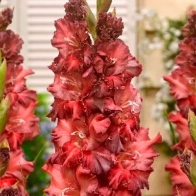 Гладиолус Омск - Dolina-Sad.Ru