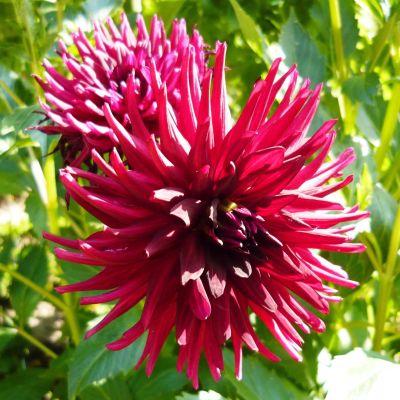 Георгина Нут д'Ете Георгина Нут д'Ете фото