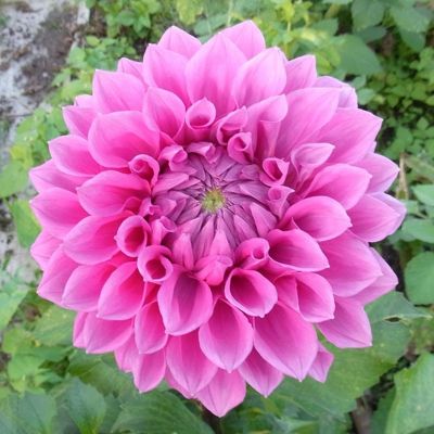 Георгина Элма Элизабет - Dolina-Sad.Ru