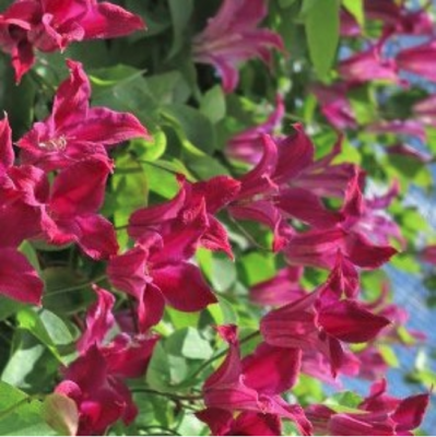 Клематис Сэр Тревор Лоуренс Клематис Сэр Тревор Лоуренс фото