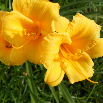 Лилейник махровый Еллоу фото