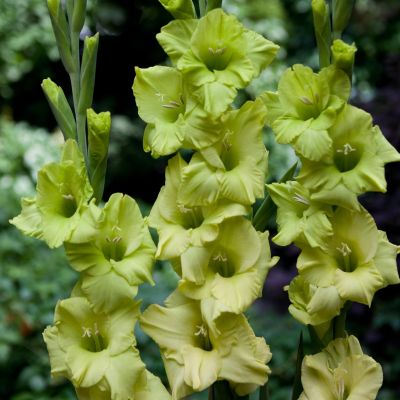 Гладиолус Дингадонг Гладиолус Дингадонг - Dolina-Sad.Ru