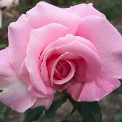 Роза Конфиденс - Dolina-Sad.Ru