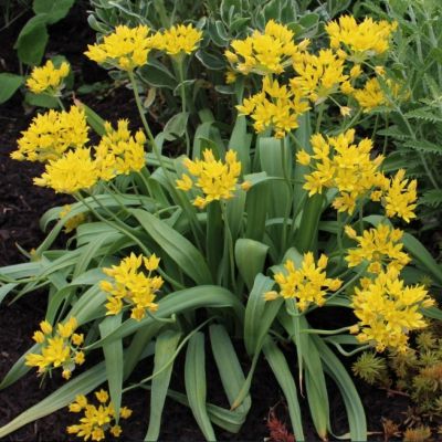 Аллиум Еллоу Фэнтези Аллиум Еллоу Фэнтези - Dolina-Sad.Ru