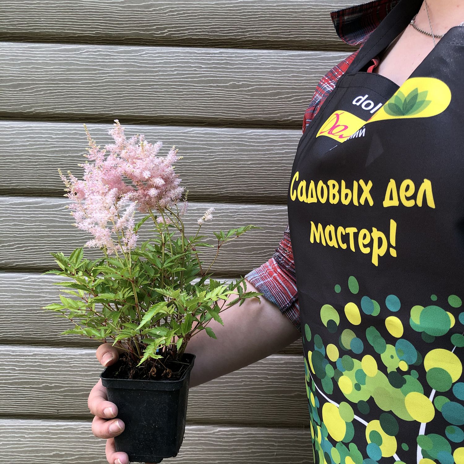 Астильба Арендса Каролина Астильба Арендса Каролина фото