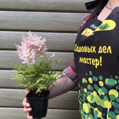 Астильба Арендса Каролина Астильба Арендса Каролина фото