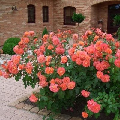 Роза Шраб Роза Шраб - Dolina-Sad.Ru