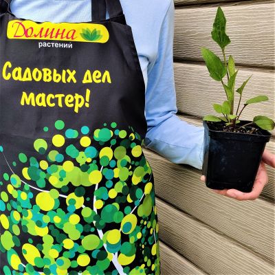 Рудбекия блестящая Голдштурм Рудбекия блестящая Голдштурм фото