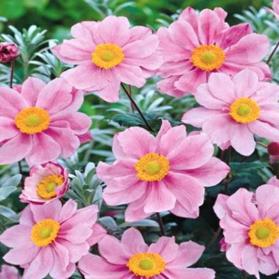 Анемона Криспа Анемона Криспа - Dolina-Sad.Ru