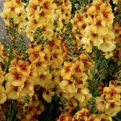 Вербаскум Хоней Дижон , С1,5 Вербаскум Хоней Дижон , С1,5 фото