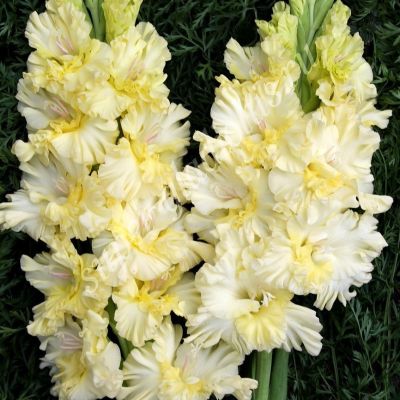 Гладиолус Лемон Фризл Гладиолус Лемон Фризл - Dolina-Sad.Ru