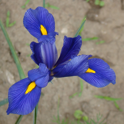 Ирис голландский Блю - Dolina-Sad.Ru