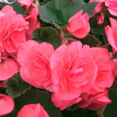 Бегония Дабл Пинк Бегония Дабл Пинк фото