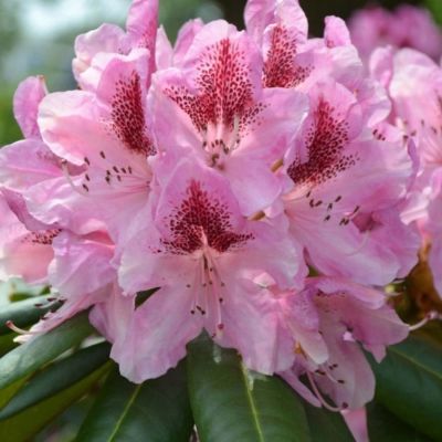 Рододендрон Хельсинский Университет Рододендрон Хельсинский Университет - Dolina-Sad.Ru