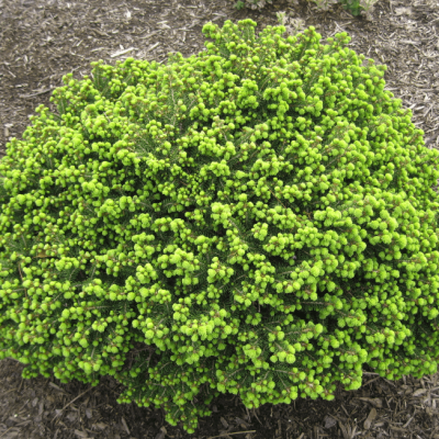 Ель Литл Джем Ель Литл Джем фото