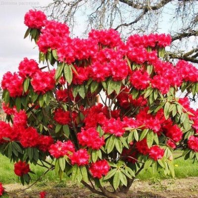 Рододендрон Абендсонн фото