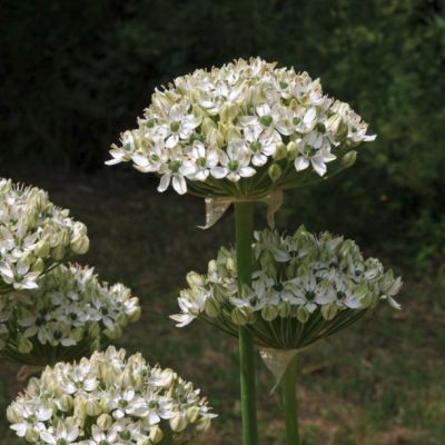 Аллиум Нигрум Аллиум Нигрум - Dolina-Sad.Ru