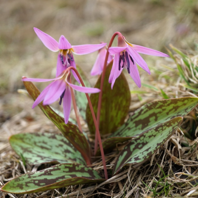 Эритрониум Денс Канис - Dolina-Sad.Ru