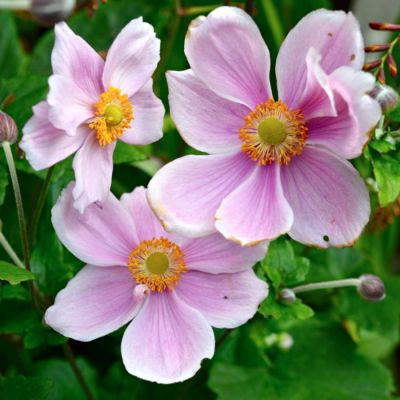 Анемона Криспа Анемона Криспа - Dolina-Sad.Ru