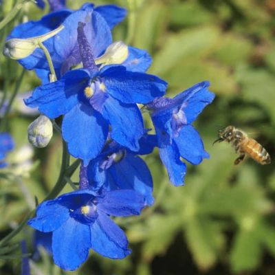 Дельфиниум крупноцветковый Баттерфляй микс Дельфиниум крупноцветковый Баттерфляй микс фото