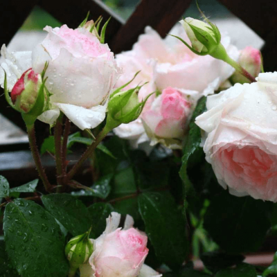 Роза Стефани Баронин цу Гуттенберг Роза Стефани Баронин цу Гуттенберг фото