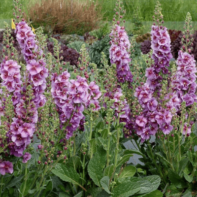 Вербаскум Шуга Плам , С1,5 Вербаскум Шуга Плам , С1,5 фото