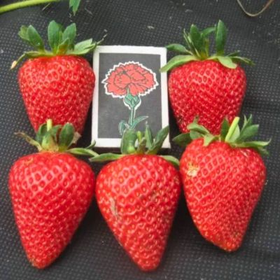 Комплект саженцев клубники Сан Андреас Комплект саженцев клубники Сан Андреас - Dolina-Sad.Ru
