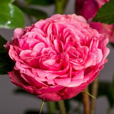 Роза Мэджик Рококо Роза Мэджик Рококо - Dolina-Sad.Ru