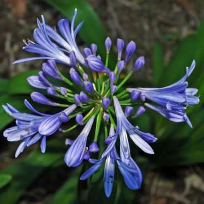 Агапантус Блю Агапантус Блю фото