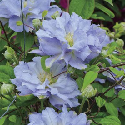 Клематис Даймонд Болл Клематис Даймонд Болл фото