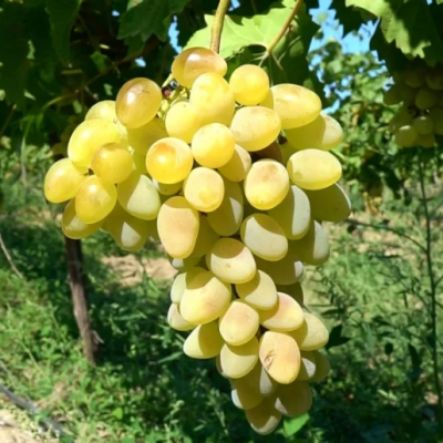 Виноград Августин (Феномен) Виноград Августин (Феномен) фото