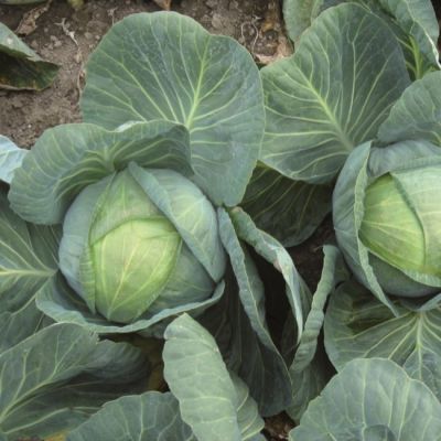 Капуста Белокочанная Коля F1 (Seminis/Голландия) Капуста Белокочанная Коля F1 (Seminis/Голландия) фото