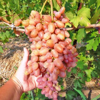 Виноград Кишмиш Находка Виноград Кишмиш Находка фото
