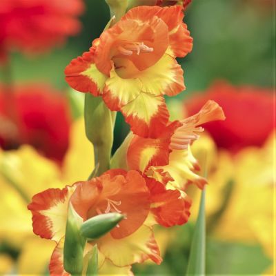 Гладиолус Лас Вегас Гладиолус Лас Вегас - Dolina-Sad.Ru