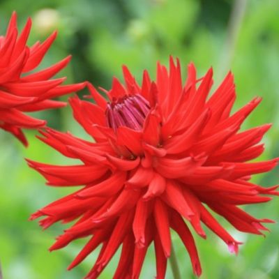 Георгина Карма Ред Корона - Dolina-Sad.Ru