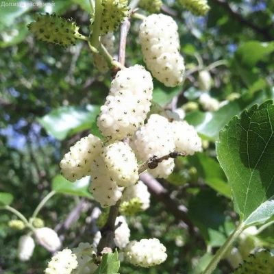 Шелковица белая фото