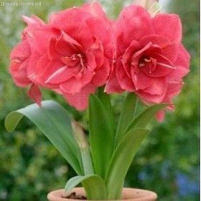 Амариллис Дива Амариллис Дива фото