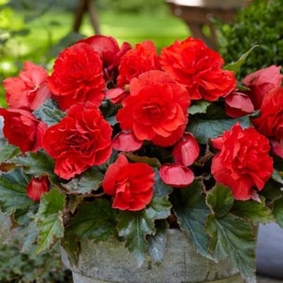 Бегония Иван да Марья Бегония Иван да Марья - Dolina-Sad.Ru