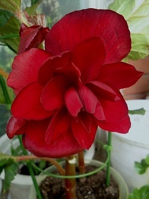 Бегония Дабл Дарк Ред Бегония Дабл Дарк Ред - Dolina-Sad.Ru