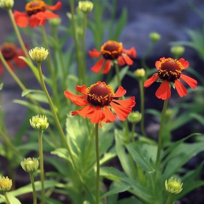 Гелениум Меранти - Dolina-Sad.Ru