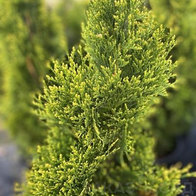 Туя западная Брайт Смарагд, С2 - Dolina-Sad.Ru