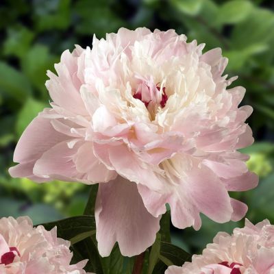 Пион Алерти - Dolina-Sad.Ru